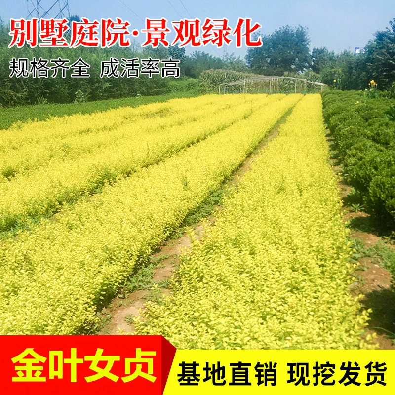 Золотая Листья Девичья Живая изгородь Забор Саженцы Двор Вилла Зеленая Забор На открытом воздухе Холодостойкие четыре сезона вечнозеленые листья