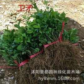 胶东卫矛苗扦插幼苗绿化小苗圃种植苗木北方绿篱工程用苗四季常青