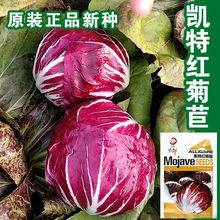 红菊苣种子红菊苣籽蔬菜种子批发菜种菜籽菜种子公司四季播种