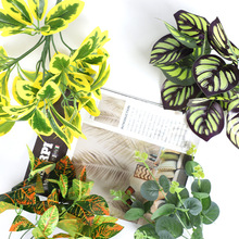 ����ֲ���b���ֲ��Gֲ����ƺ�����b�������Gֲ�����b�