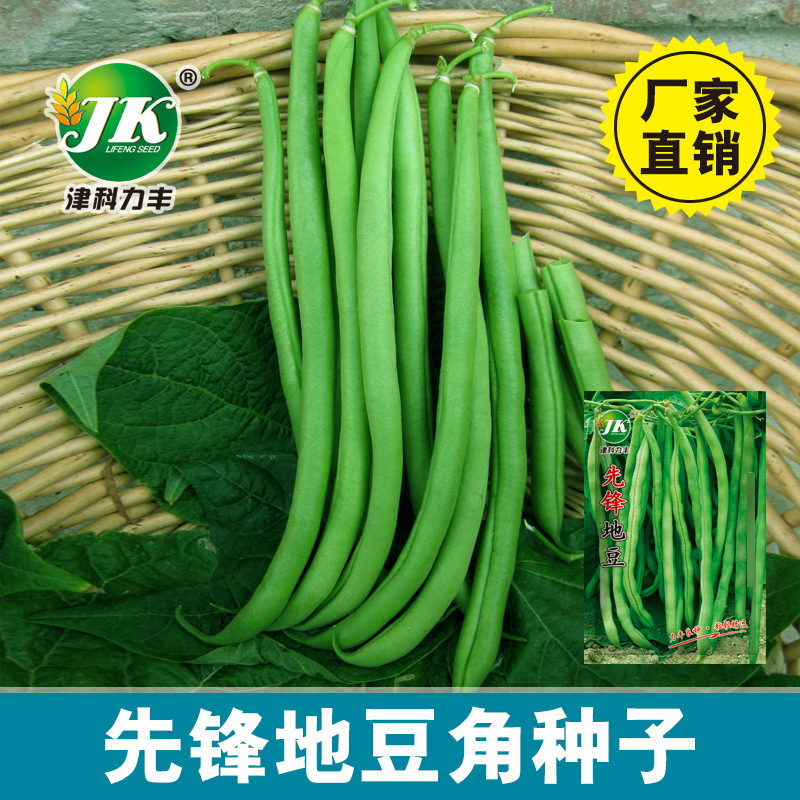 厂家批发无架四季豆豆角种子不搭架芸豆种籽绿色四季豆盆栽菜园