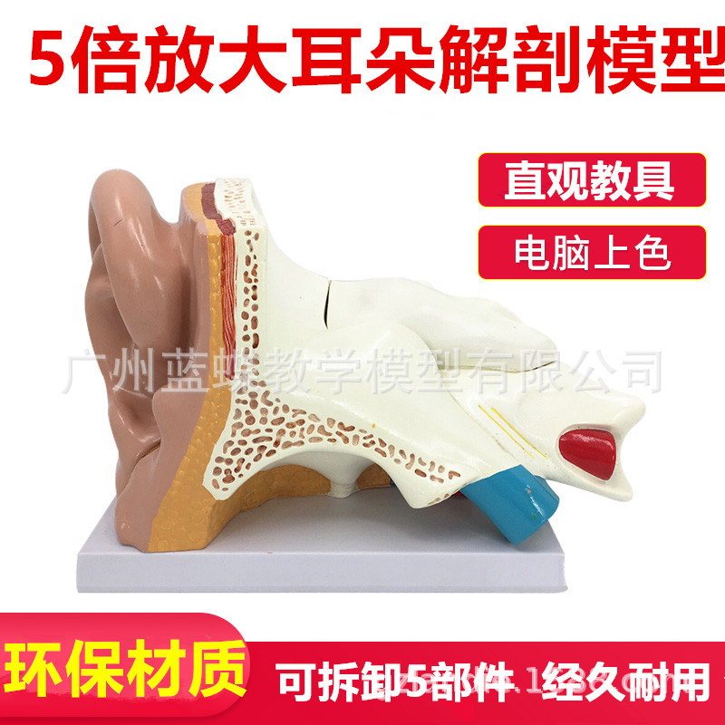 Big ear model Human ear anatomical model Inner ear structure…