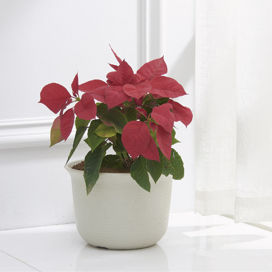 macetas de plástico engrosadas resina transpirable balcón interior nórdico simple y linda trompeta horticultura transpirable engrosado