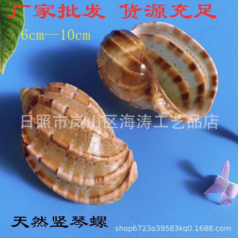 Natural Conch Shell Carambola L Snail Fish Tank Aquarium Decoration Hermit Crab Strange Snail Ocean Style Strange Snail