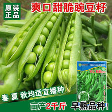 ���㶹�N���㶹�Ѻ��m���N���߲˷N�����l�˷N���ѷN�ӹ�˾�ļ���