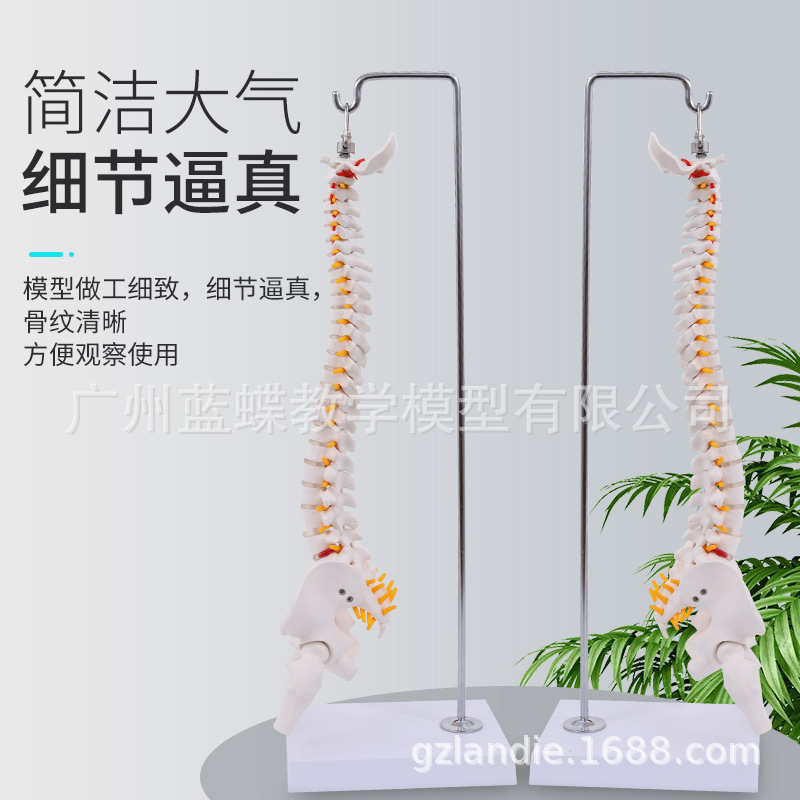 ����ʽ45CM���弹����������ȹ��񾭹���ģ�� ����׵ ��׵ģ��