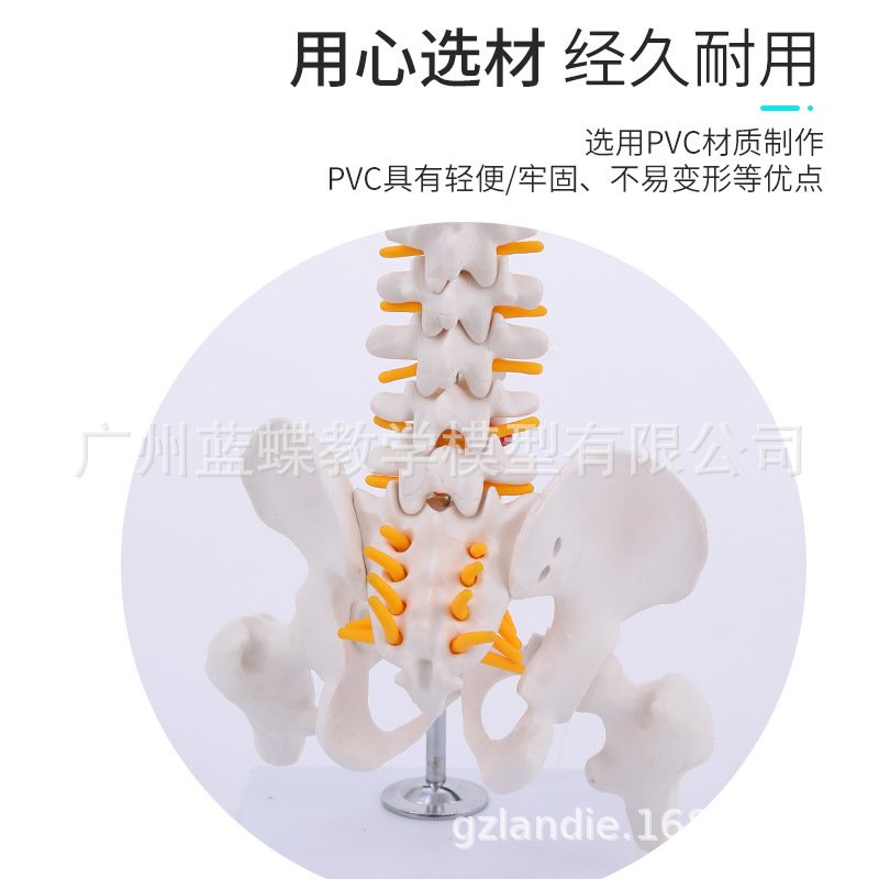 ����ʽ45CM���弹����������ȹ��񾭹���ģ�� ����׵ ��׵ģ��