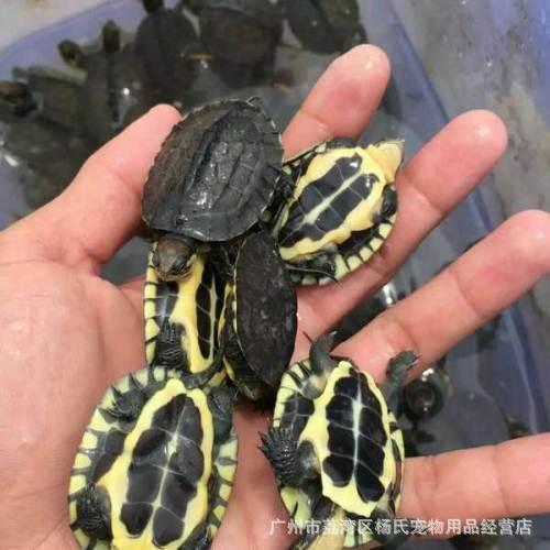 相手蟹观赏摆地摊巴西龟中华草龟珍珠龟甲受精乌龟蛋孵鱼缸工艺品