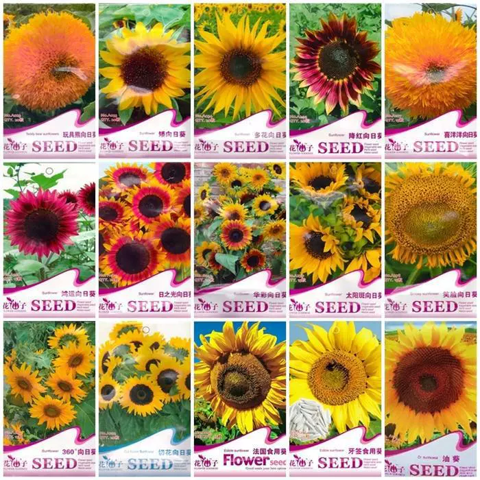 Французский съедобный плюшевый мишка Kwai Hongyun Подсолнух Капля КРАСНЫЙ СРЕЗ цветок цвет сумка цветок семена подсолнечника