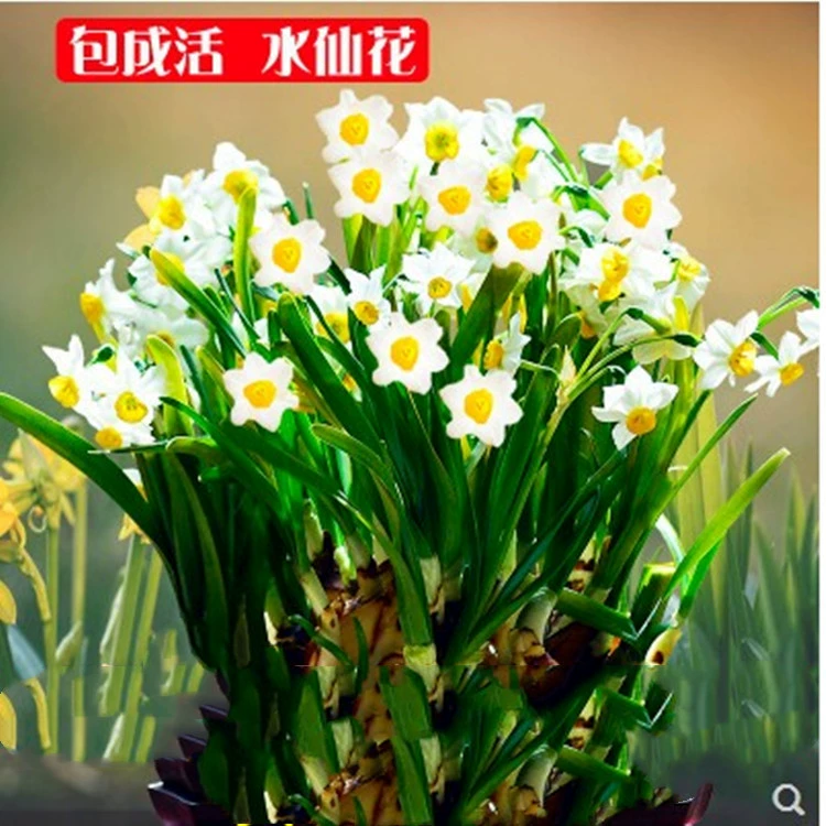 Нарцисс семя шарика гидропоники комнатное растение Настольный цветок зеленое растение в горшке Лилия гиацинт цветок нарцисса оптом