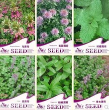 食用薄荷种子四季可播香草薄荷蔬菜种子阳台盆栽驱蚊种子多款可选