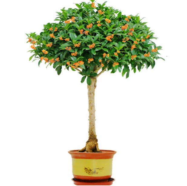 Ароматы османтуса Рассада Привитые османтуса Ароматы османтуса в горшке Рассада Четыре сезона Ароматы османтуса Лучжоу-аромат Золотой двор османтуса Балкон Растения с бутонами