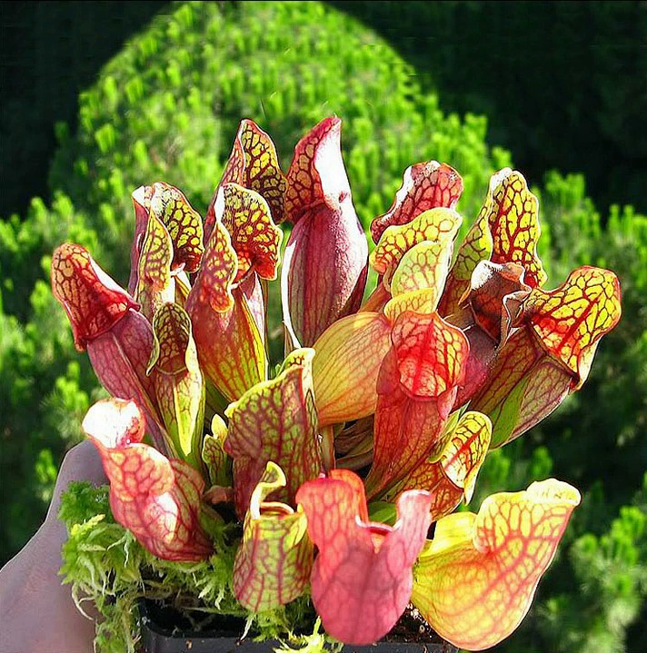 Фиолетовый Виагра насекомых-едят растений комаров фиолетовый Виагра саженцы горшках едят мух комаров Ловушка мухоловка оптом