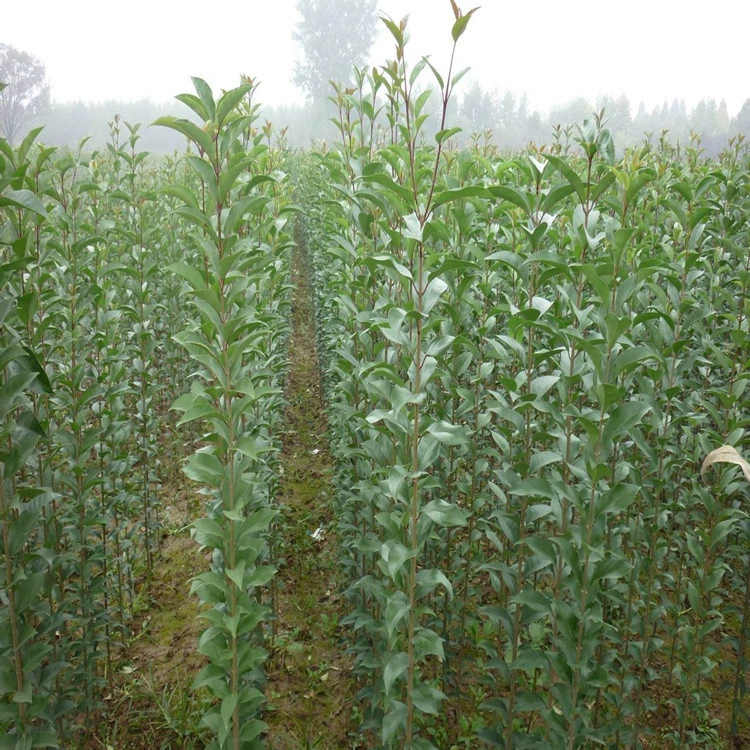 Озеленение саженцев Саженцы крупнолистовые Ligustrum lucidum Занятие земли Снос саженцев Вечнозеленые все сезоны без лиственных листьев