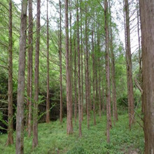 ˮɼ���� ˮɼ��ľ ˮɼ�辰������ ���~ˮɼ ��ɼɼľ��ɼ���l