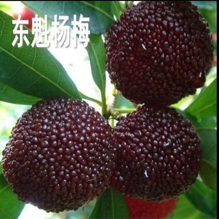 Аутентичные прививки Dongkui саженцы плодовых саженцев на юге и севере