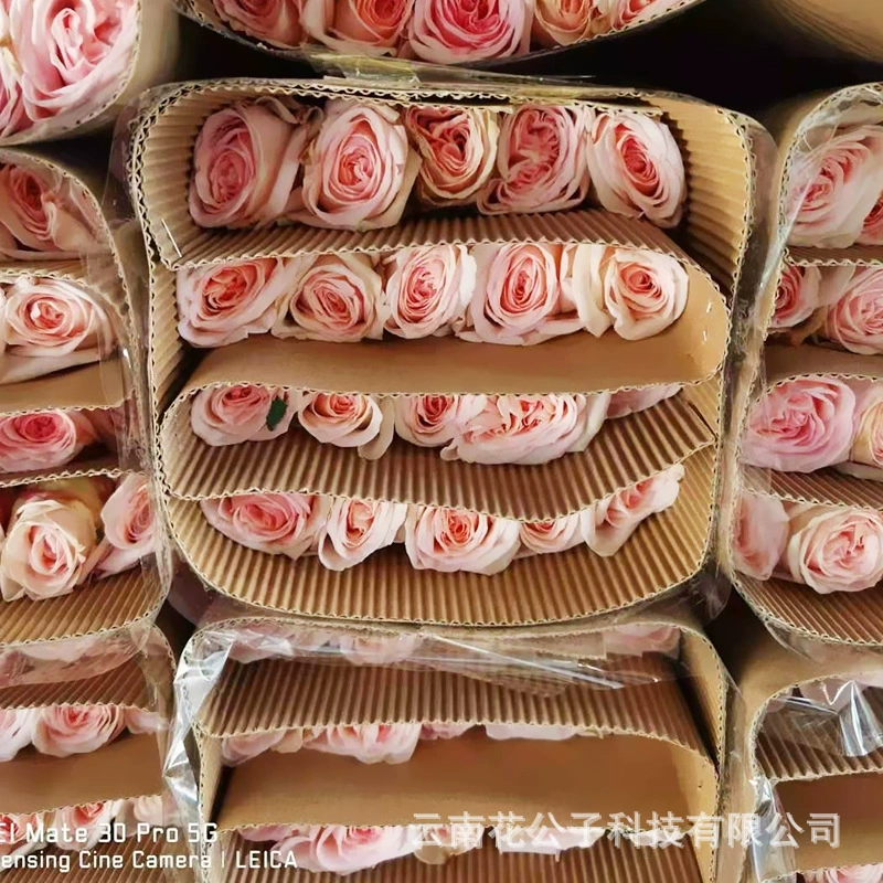 Розовые розы личи из Куньмина, провинция Юньнань, свежие цветы оптом с базы в Дунане, свежесрезанные и отправленные напрямую, 20 стеблей/букет, настоящие цветы с бутонами.