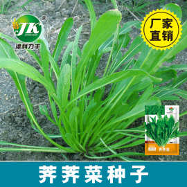 荠荠菜种子东北大叶野菜种籽阳台室内盆栽菜园易种原装5g荠菜批发
