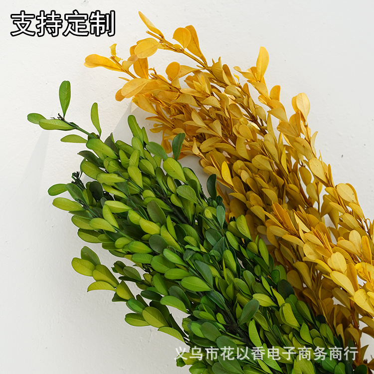 【永生花黄杨叶】保鲜花干花插花树叶绿叶花环diy插花树枝拍照道