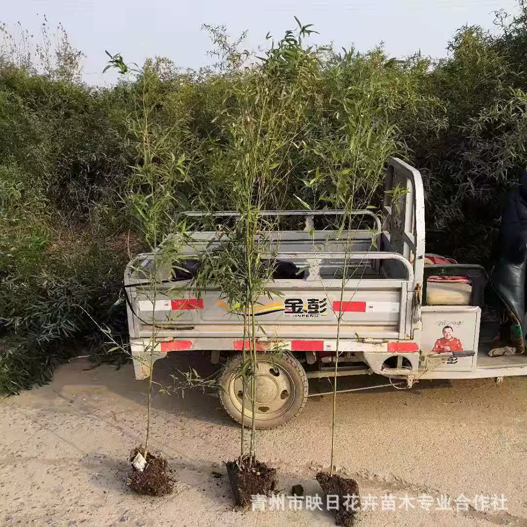 Наземные Phyllostachys pubescens рассада база оптом вечнозеленый бамбук Four Seasons зеленый бамбуковый питомник парк площадь облесение бамбук