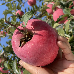 �崨ֱ�l����崨�O�����l���r�崨�t��ʿ����O���崨�t��ʿ�O��