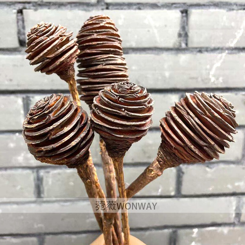 Spiral Fruit Imported Dried Flowers Natural Dried Flowers Real Flowers Home Living Room Decoration Retro Flower Arrangement Ornaments