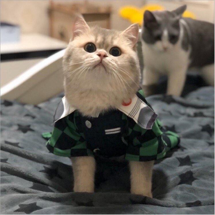 鬼灭之刃猫咪cos服节日服装宠物拍照无毛猫衣服装饰猫咪裙子服饰