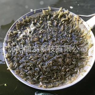 Черно -шил креветки оптом аквариум с удалением креветки видом на креветки чистый креветков