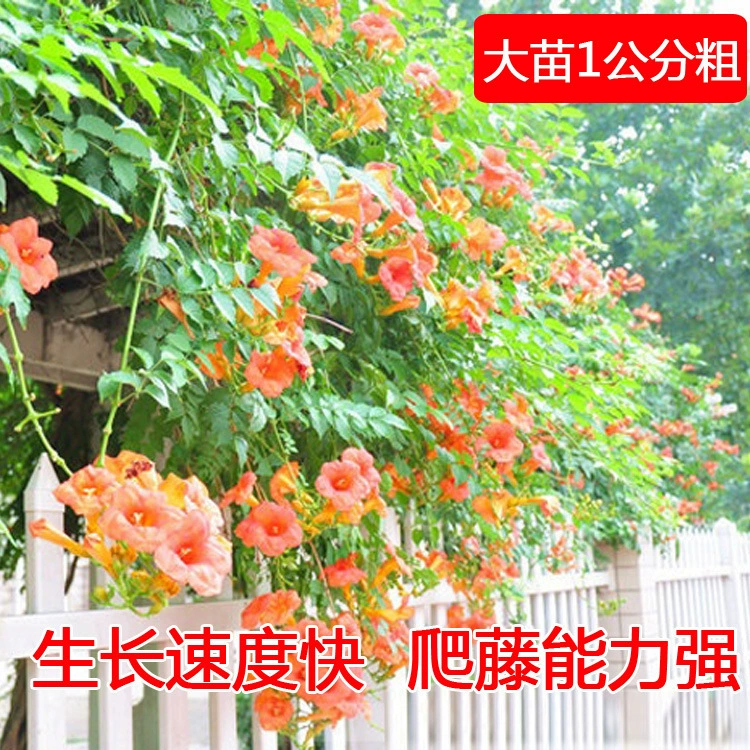 Campsis цветок рассада двор стены забор завод восхождение лоза цветение 1 см толщиной красный цветок завод