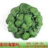 Color Seal-36 Big Leaf Begonia Leaf (12 packages)