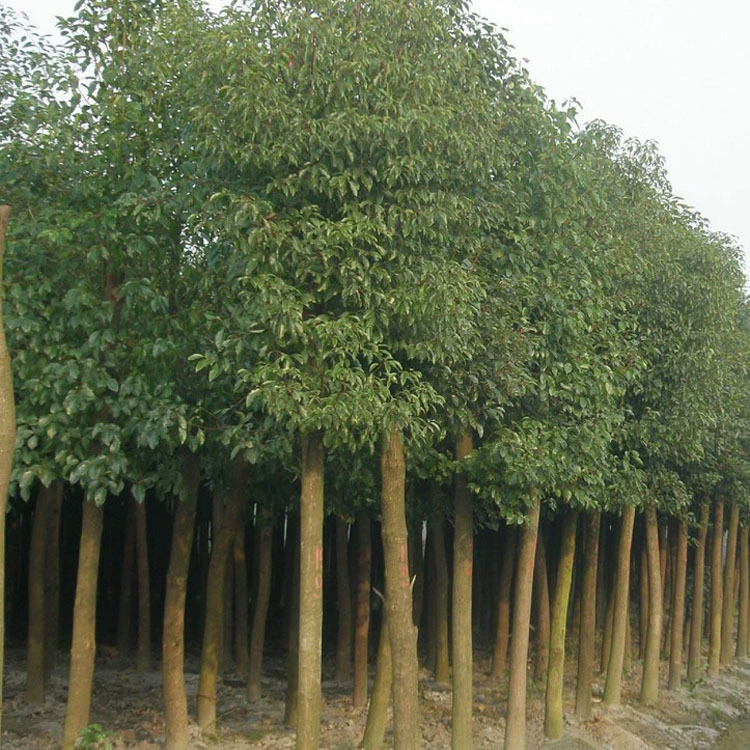 Саженцы деревьев Озеленение Двор Растения Размер Листьев Деревья Тротуар Комаров Растения Посадка на севере и юге