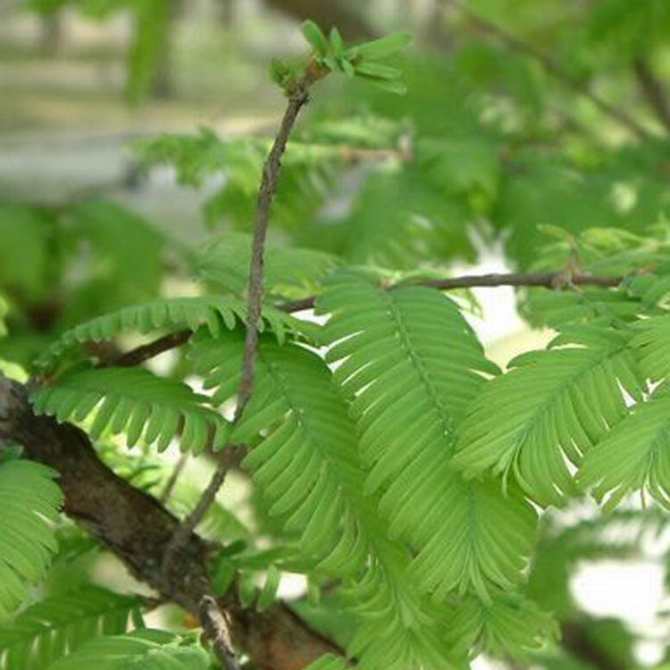 水杉树苗绿化杉树苗 露地圆锥形观叶庭院观赏植物 乔木行道树植物