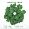 Color Seal-36 Big Leaf sweet potato (climbing tiger) (12 packages)