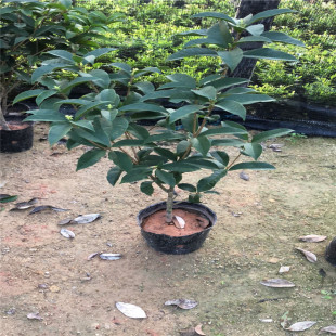 �������� ��� �ļ��� ���¹� ��߅�𻨹𻨈@�����l���ԾGֲ