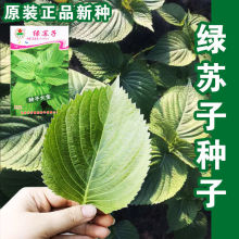 �G�K�ӷN�����K��ʳ���K���߲˷N���ļ��N�����l�߲˷N�����l