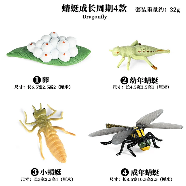 2439 Dragonfly Growth cycle (4 sets)