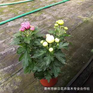 ��ɫ��צ�����Ի������l�����û� �ջ��r�л����ش���150����צ��