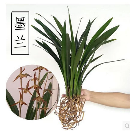 Moran Enterprise Черная Орхидея Jianlan Four Seasons Орхидея Комнатные растения Горшечный цветок Садоводство Chunlan Лучжоу-аромат орхидеи