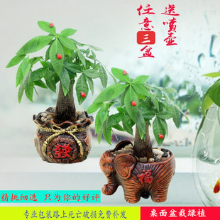 �lؔ�������҃ȿ͏d����С�辰�lؔ��Gֲ�ļ����໨��С�Gֲ�[��