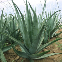 �J�C�����J�C����ֲ������������J�C��ʳ�ÿ����ݿɷNֲ�J�C��