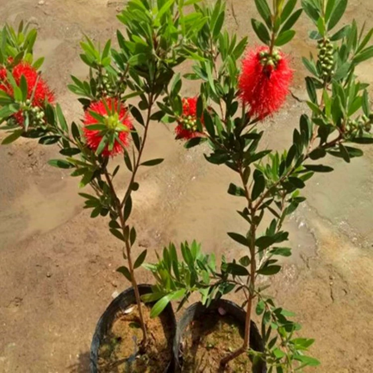 Красная рассада мелалеуки в горшке Джинбао Рассада плакучие ветви Красная мелалеука Разноцветочная красная мелалеука Австралия Красная мелалеука spp.