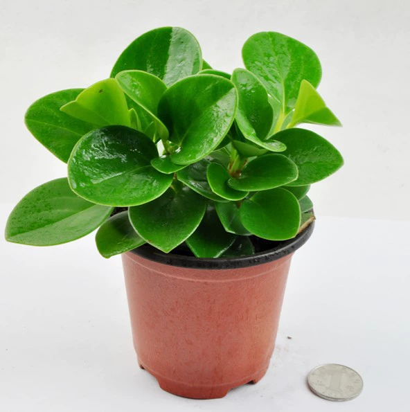 Зеленый лист яшмы в горшке Дубан Зеленое комнатное растение Вечнозеленая гостиная Цветы и растения Настольное растение в горшке