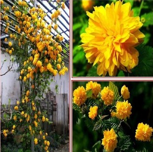 �����ʾ�ֲ�������-�������ذ���Ļ���-�ͺ����ϱ����ԿɷNֲ