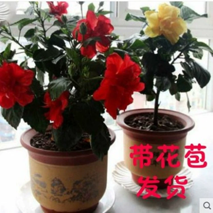 Hibs зеленая посадка цветочное растение в горшке Крытый большой красный цветок Чжу Цзинь Ян Тай двор в горшке четыре сезона цветение