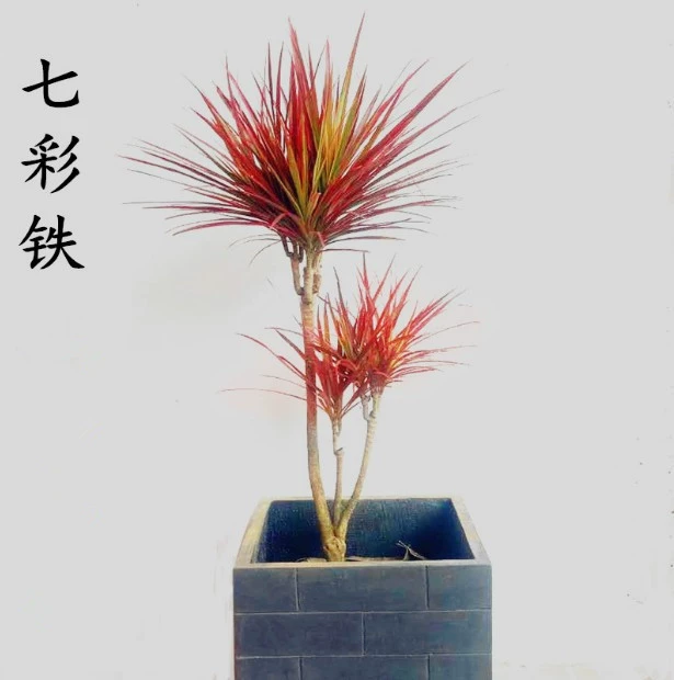 Красочное железное дерево тысячелетия Большая рассада в горшке Трехцветное дерево крови дракона Гостиная Очистка воздуха в помещении Большие зеленые растения
