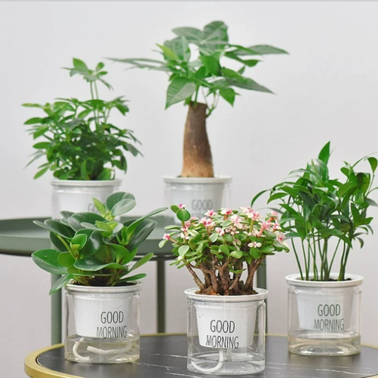 Fortune Tree Мини ленивый абсорбент в горшке Хороший цветок гардении мясистое гидропонное зеленое растение Крытый офис Завод алоэ вера