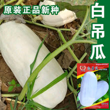 白南瓜种子白南瓜籽蔬菜种子批发菜种菜籽种子公司四季播种