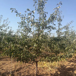 农户批发山杏树苗东北大扁杏树园林绿化工程果树苗东北园区果树苗