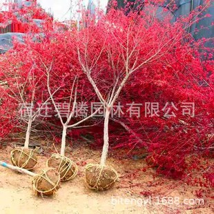 Supply of Chinese Red Maple, Japanese and American Red Maple Saplings, Garden Four-Season Foliage Plants, Autumn Flames, Self-Produced and Sold