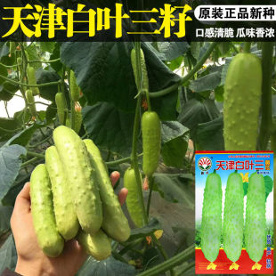 ���S�ϷN���S����ˮ���S�ϷN���S�ϷN���߲˷N�����l�˷N���ѷN��